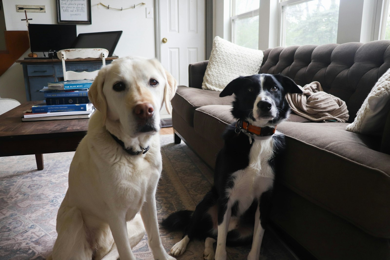 Dog Boarding in Daly City: How Facilities Handle Dog-to-Dog Altercations Overnight